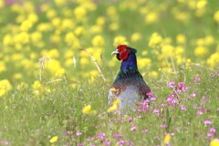 雉と菜の花畑