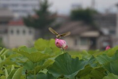 藤原旧跡　蓮畑にオオヨシキリ