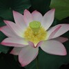 藤原京　蓮その２