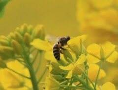 今更のミツバチと菜の花