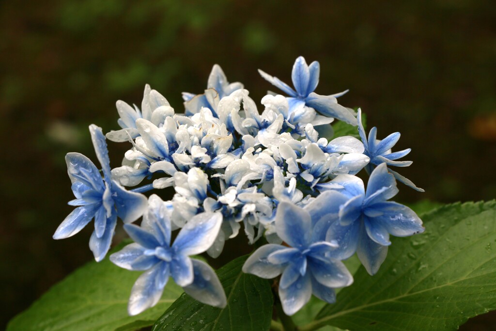 紫陽花　「エルサ」