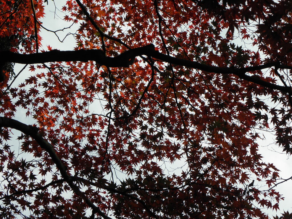等彌神社の紅葉