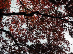 等彌神社の紅葉