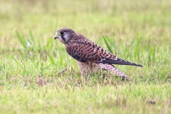 チョウゲンボウ　藤原旧跡にて
