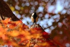 ヤマガラと紅葉