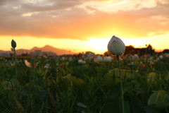 藤原旧跡　夏の夕暮れと蓮