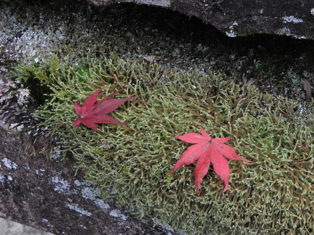 等彌神社の紅葉