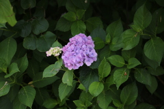 紫陽花「ヨイヤサ」