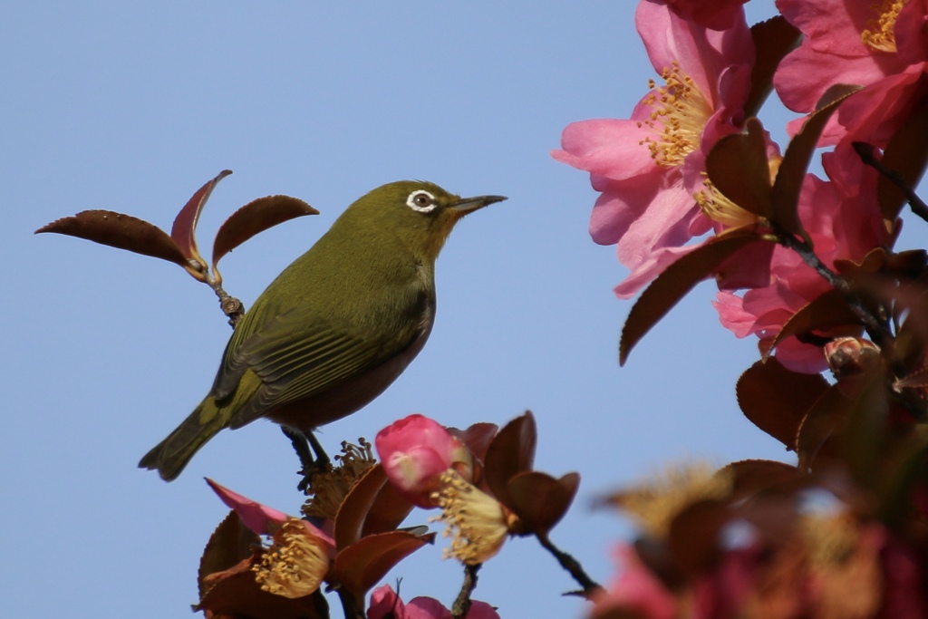 馬見丘陵公園　椿とメジロ
