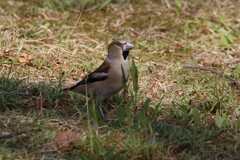 奈良　馬見丘陵公園チューリップ畑にて　シメ