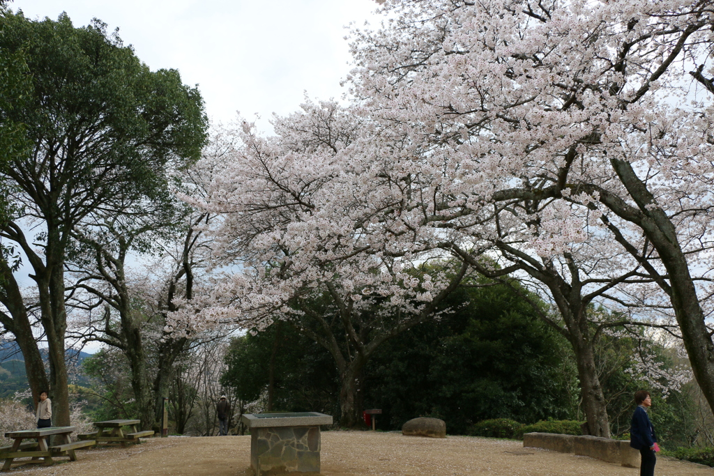 奈良　甘樫丘公園展望台のソメイヨシノ