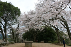 奈良　甘樫丘公園展望台のソメイヨシノ