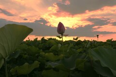 藤原旧跡　夏の夕景と蓮畑