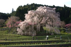 奈良　又兵衛桜