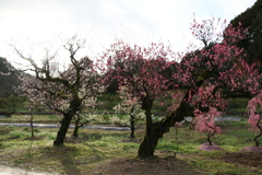 甘樫丘公園　紅梅