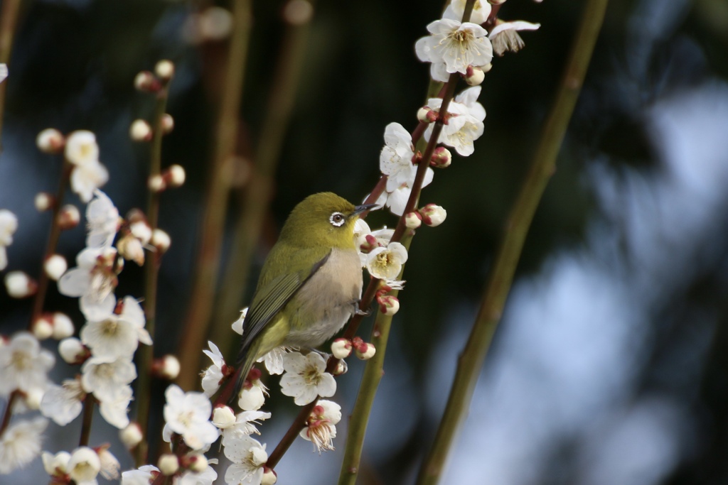 馬見丘陵公園　白梅とメジロ