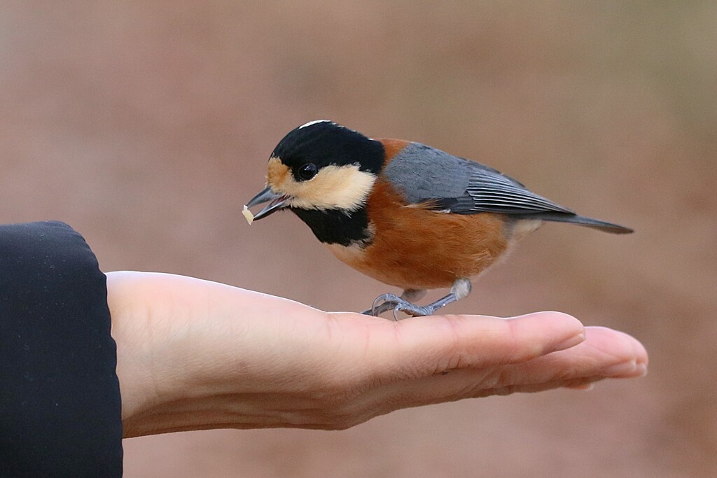 餌くれい！