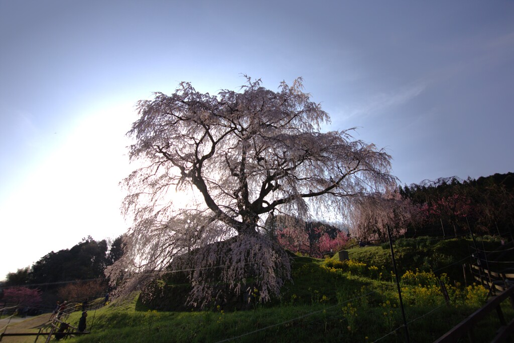 奈良　又兵衛桜