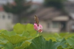 藤原旧跡　蓮畑にオオヨシキリ
