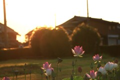 藤原旧跡の蓮とミツバチ達
