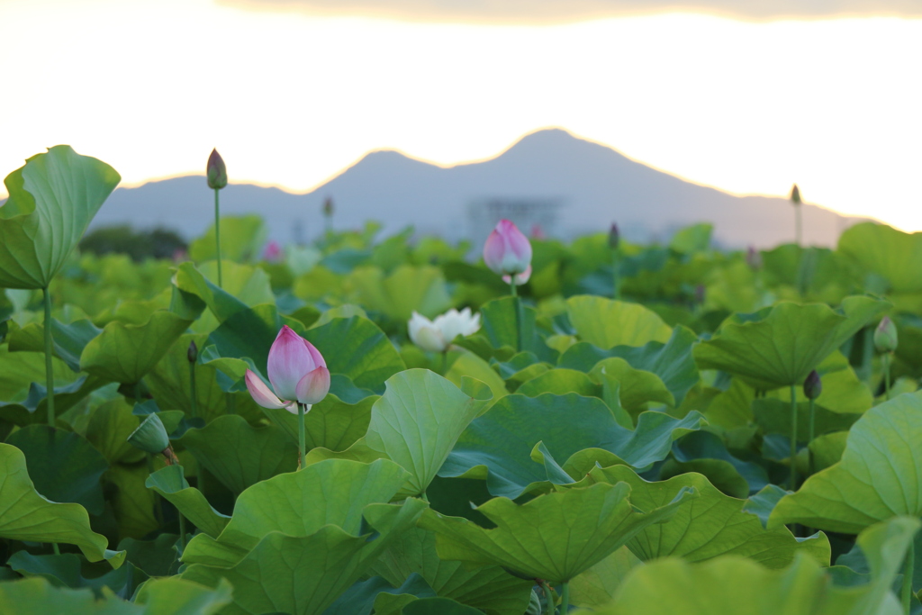 藤原旧跡　夏の夕暮れと蓮