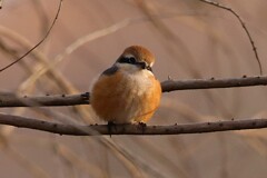 マッタリの百舌鳥