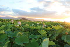藤原旧跡　夏の夕暮れと蓮