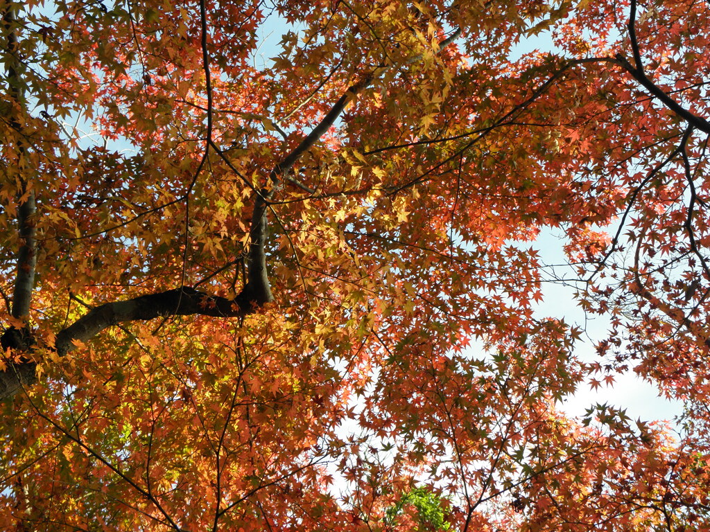 等彌神社の紅葉