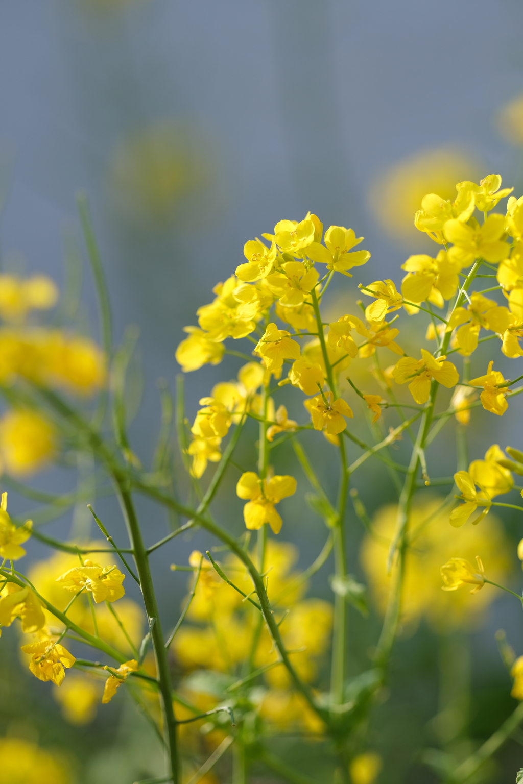 菜の花