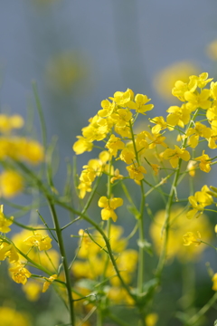 菜の花