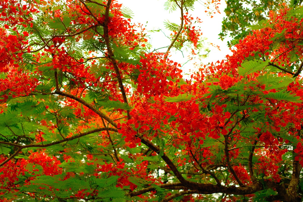 Singapore Botanic Gardenにて