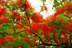 Singapore Botanic Gardenにて