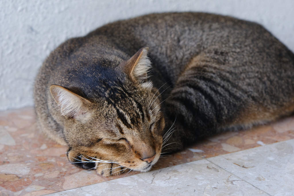 いつも寝ておられます