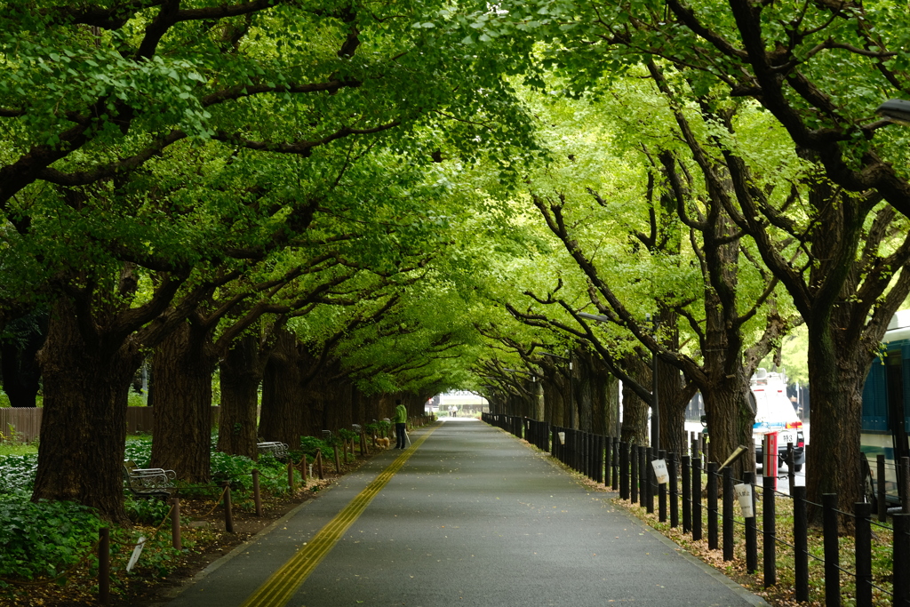 銀杏並木まだまだ