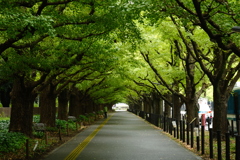 銀杏並木まだまだ 銀杏並木まだまだ