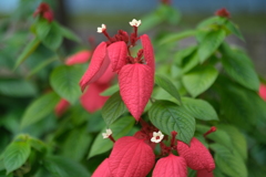 道端の花その２