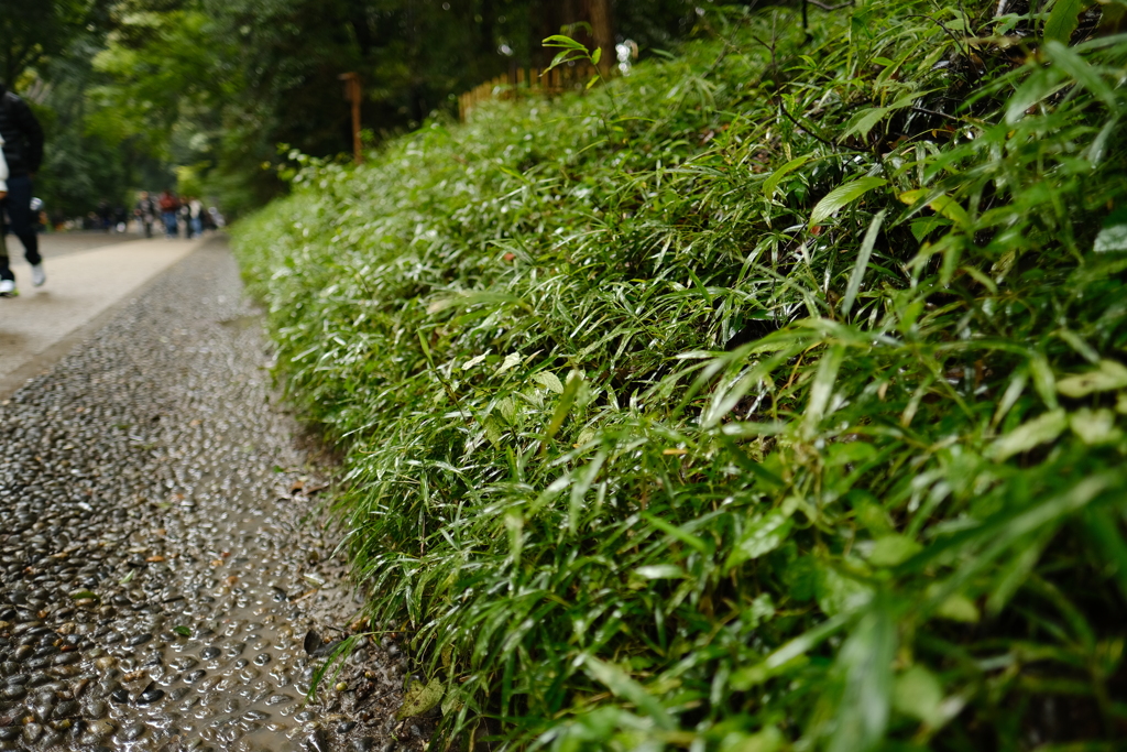 明治神宮の側道