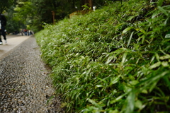明治神宮の側道
