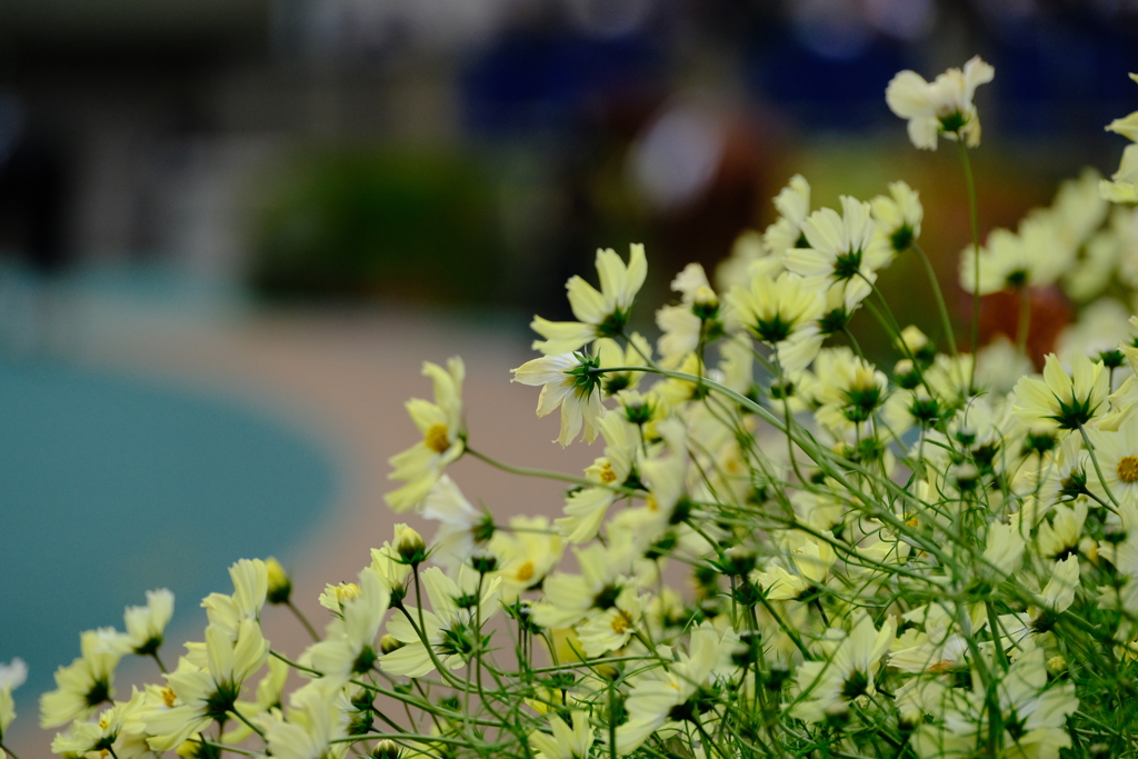 パドックのコスモス（でいいのかな？）