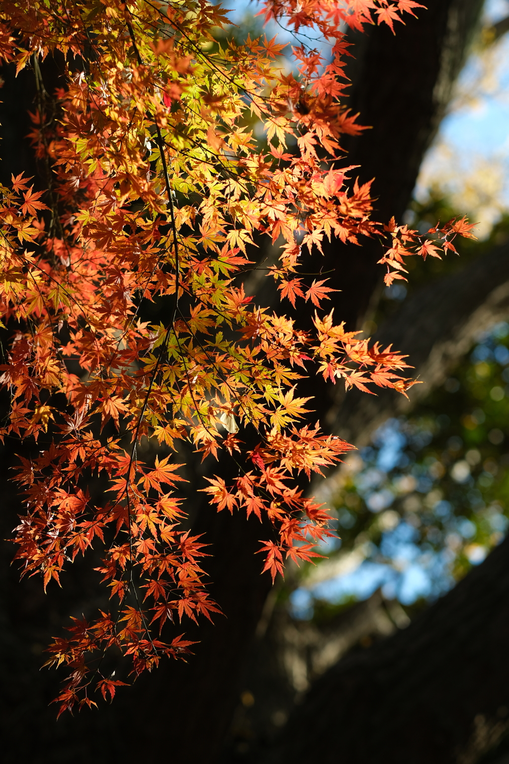 もみじもそろそろ最終章ですね