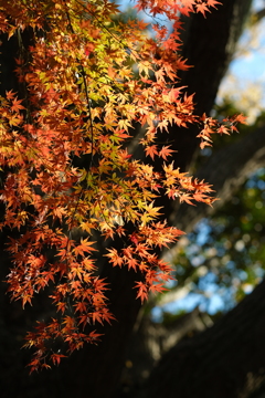もみじもそろそろ最終章ですね