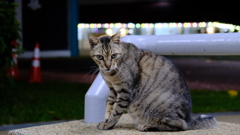 晩御飯後のねこ