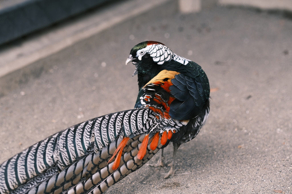 上野動物園の銀鶏
