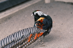 上野動物園の銀鶏