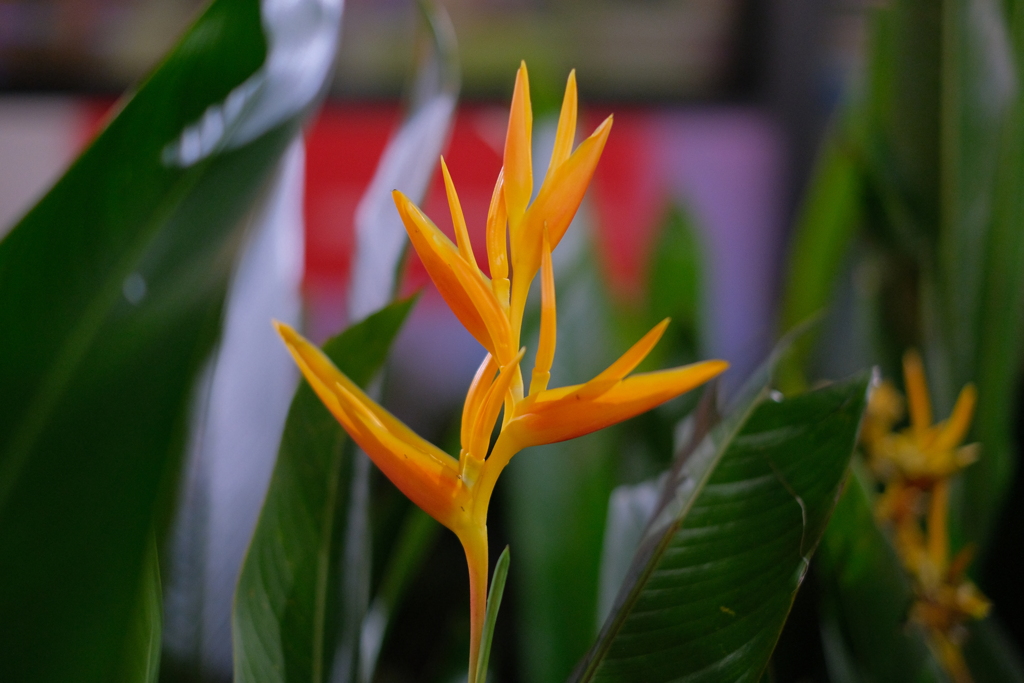 オレンジ色の花