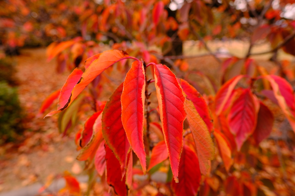 こんなに赤くなるのですね