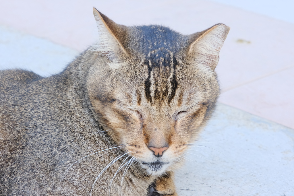 いつも寝てる猫