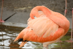 ちらっと眼が合い