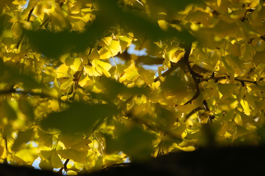 銀杏もいい感じですねえ