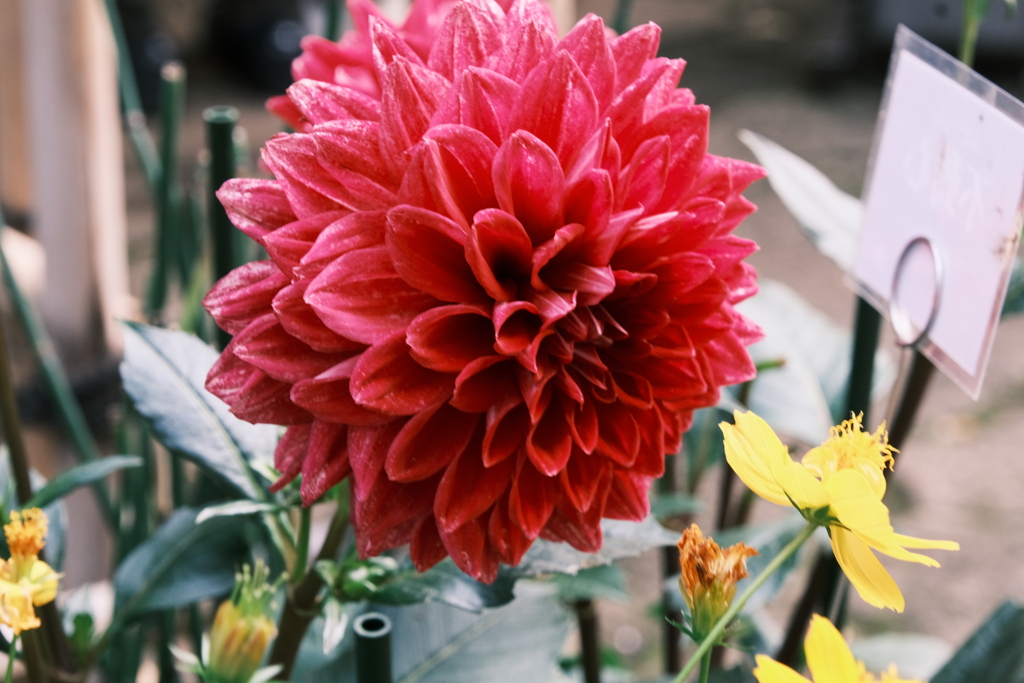 牡丹苑にダリア